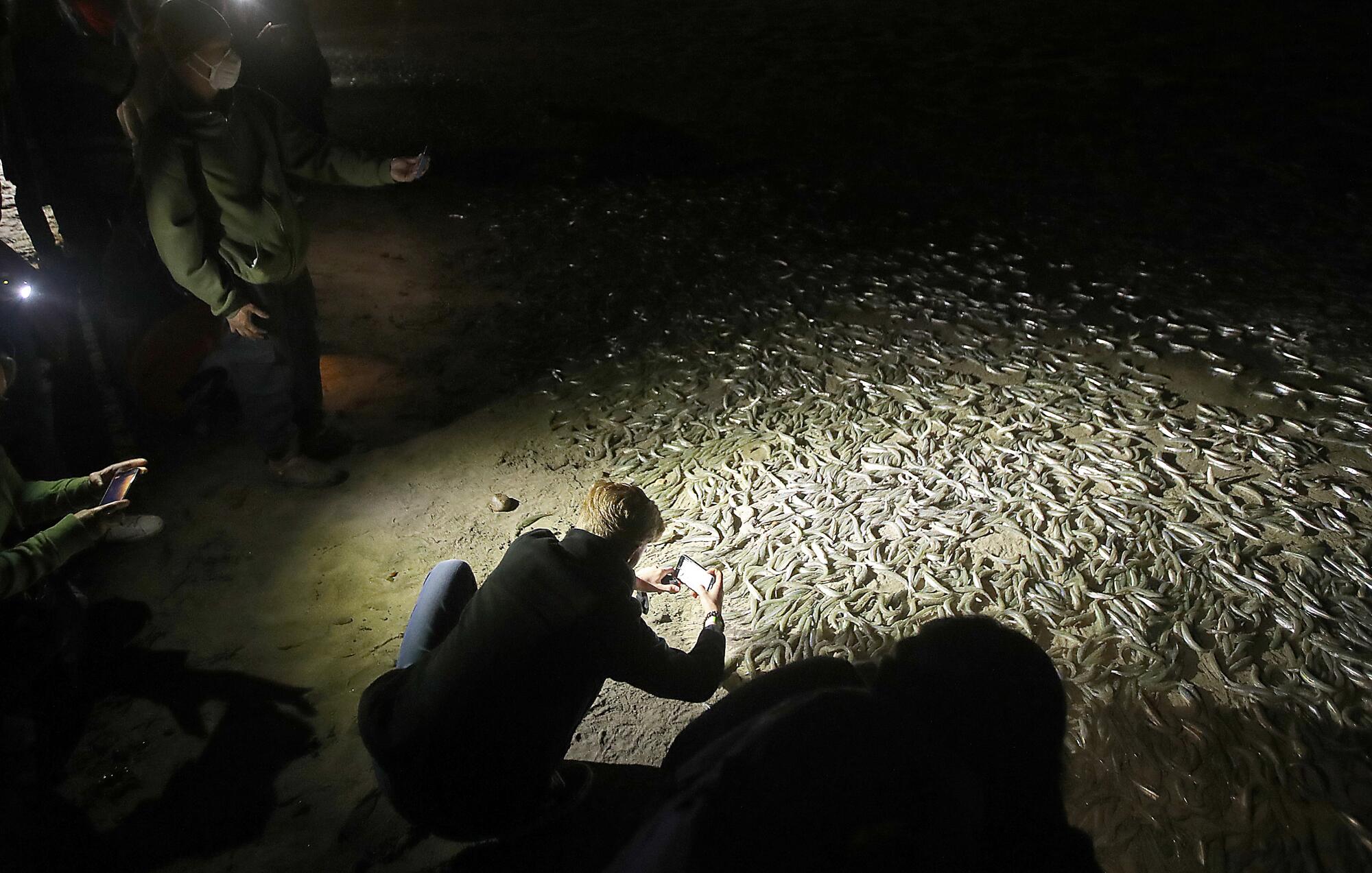 A man takes a photo of a mass of grunion