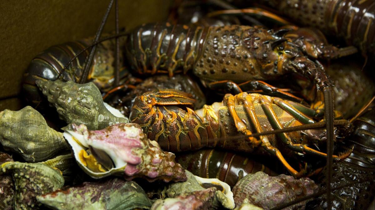 Legally caught spiny lobsters and whelks are shown on delivery to an L.A. restaurant in this 2015 photo. A man in San Diego who had prevously been cited four times for poaching spiny lobsters will spend more than a month in jail after admitting to a new offense.