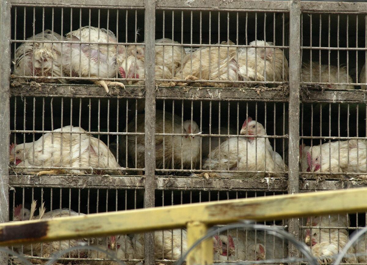 The animal rights group PETA is suing California over enforcement of humane slaughter law in poultry plants. The state defers to federal inspectors, and federal humane slaughter law does not include poultry.