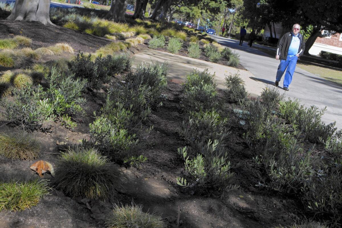 Drought-tolerant plants put in place at UCLA.