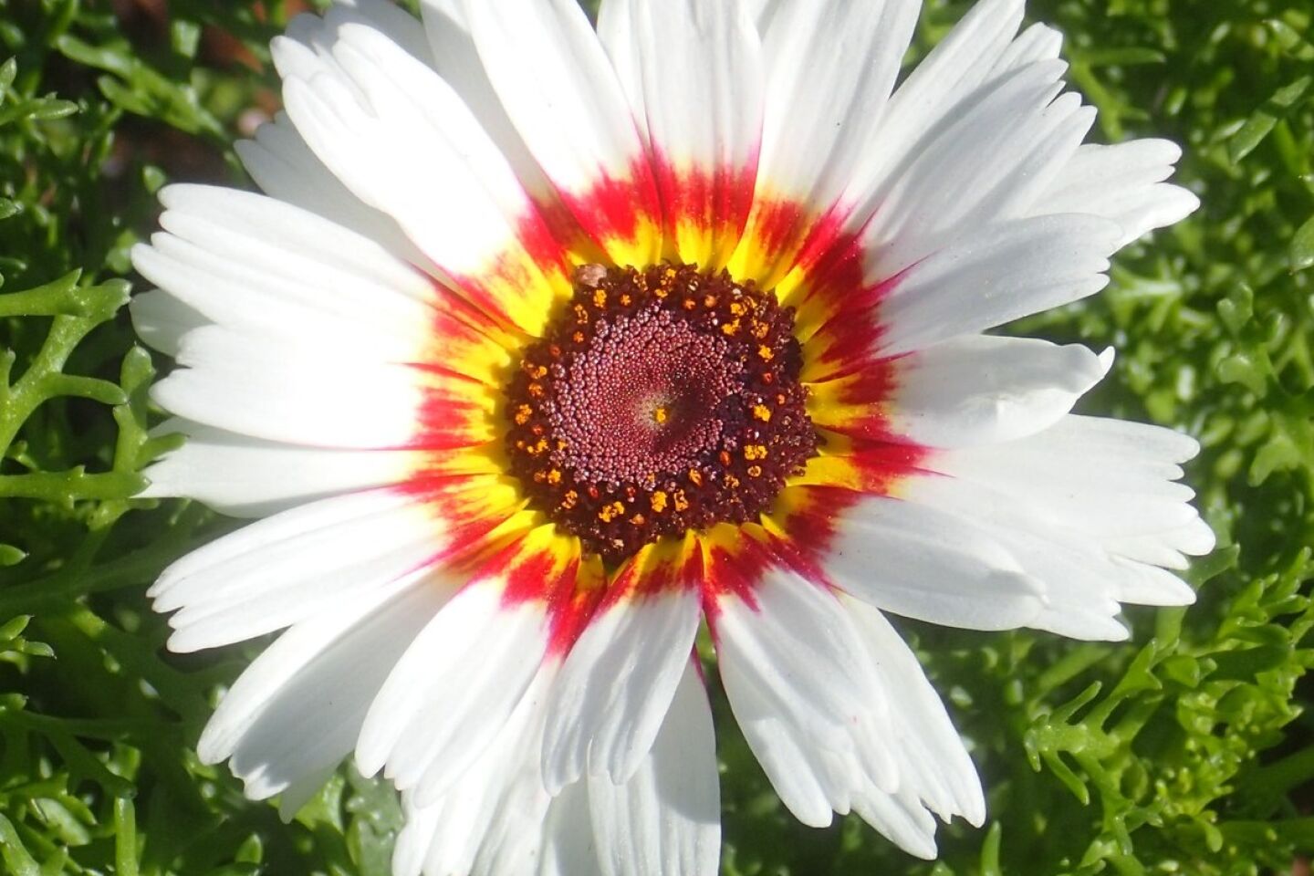 Darryl Templer bird rock flower.jpg