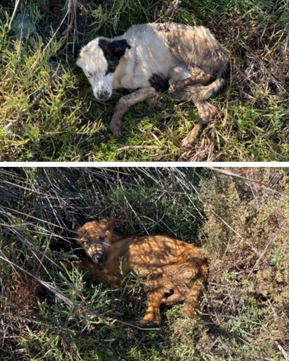 Two emaciated dogs found at Buena Vista Lagoon in Oceanside on Oct. 18.