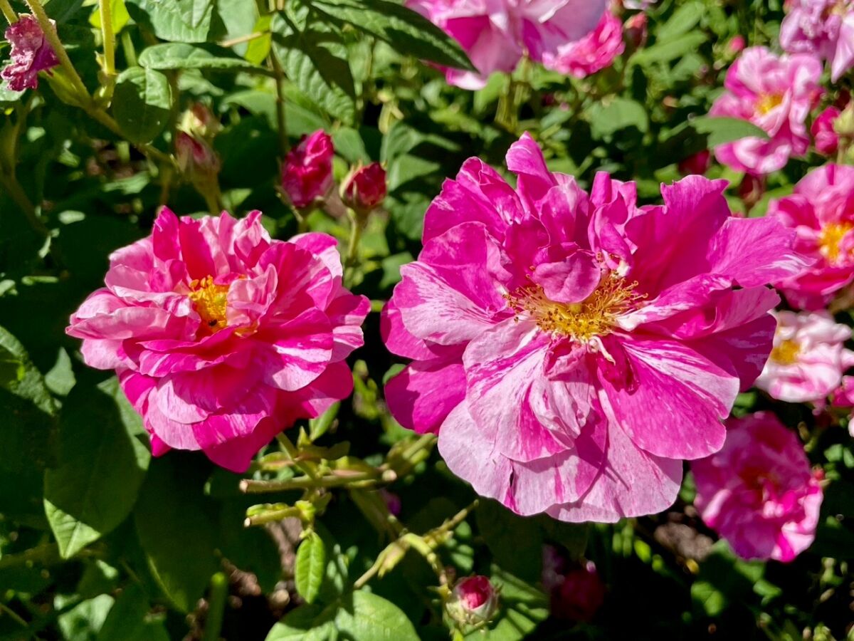 'Rosa Mundi' is a spectacular striped-bloom rose.