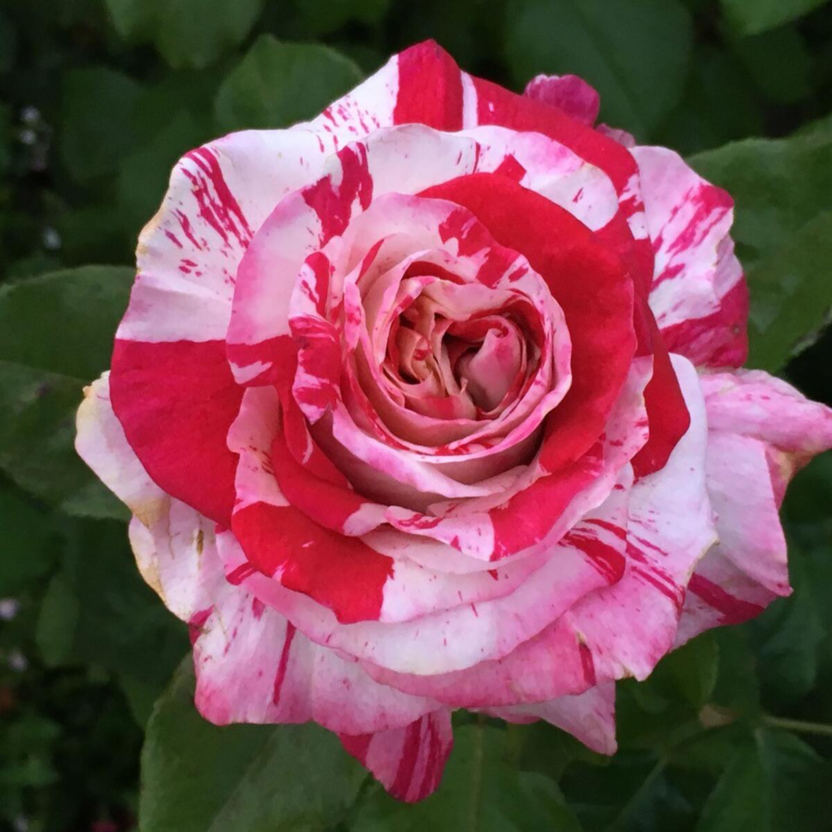 Neil Diamond Hybrid Tea Rose