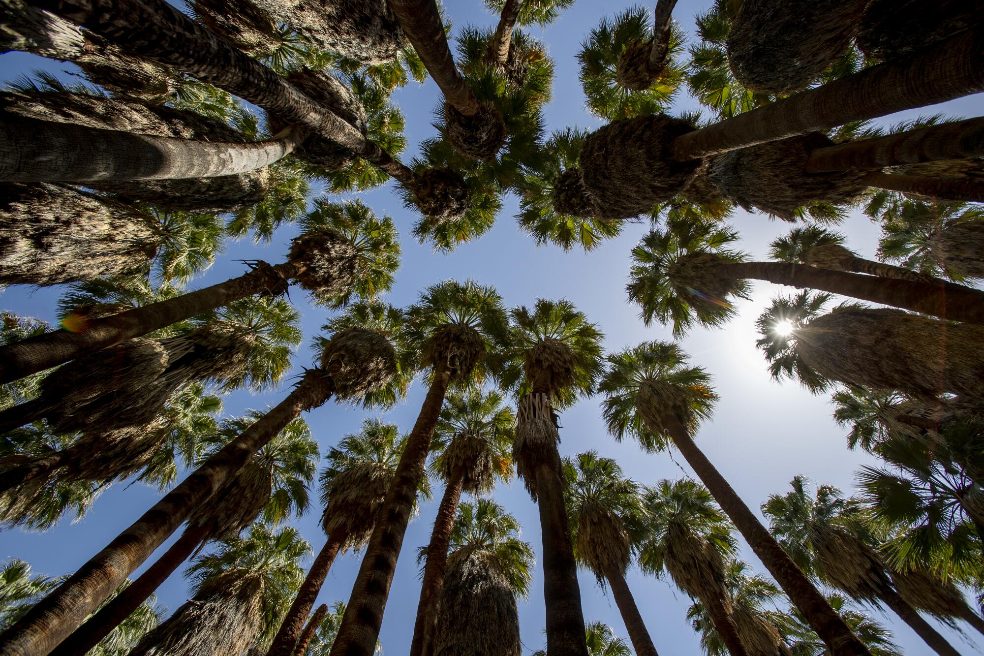 The tops of fan palm trees are seen from the ground.