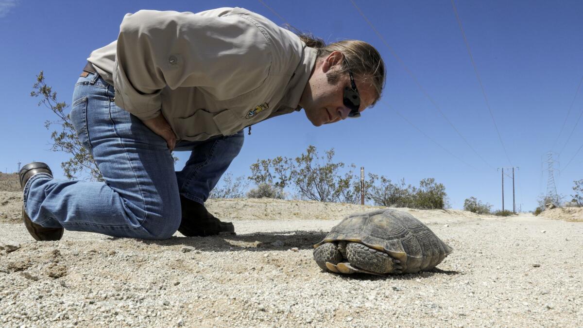 El biólogo Kerry L. Holcomb revisa una tortuga macho del desierto de Mojave que cruza un camino de tierra en North Barstow. (Irfan Khan / Los Angeles Times)
