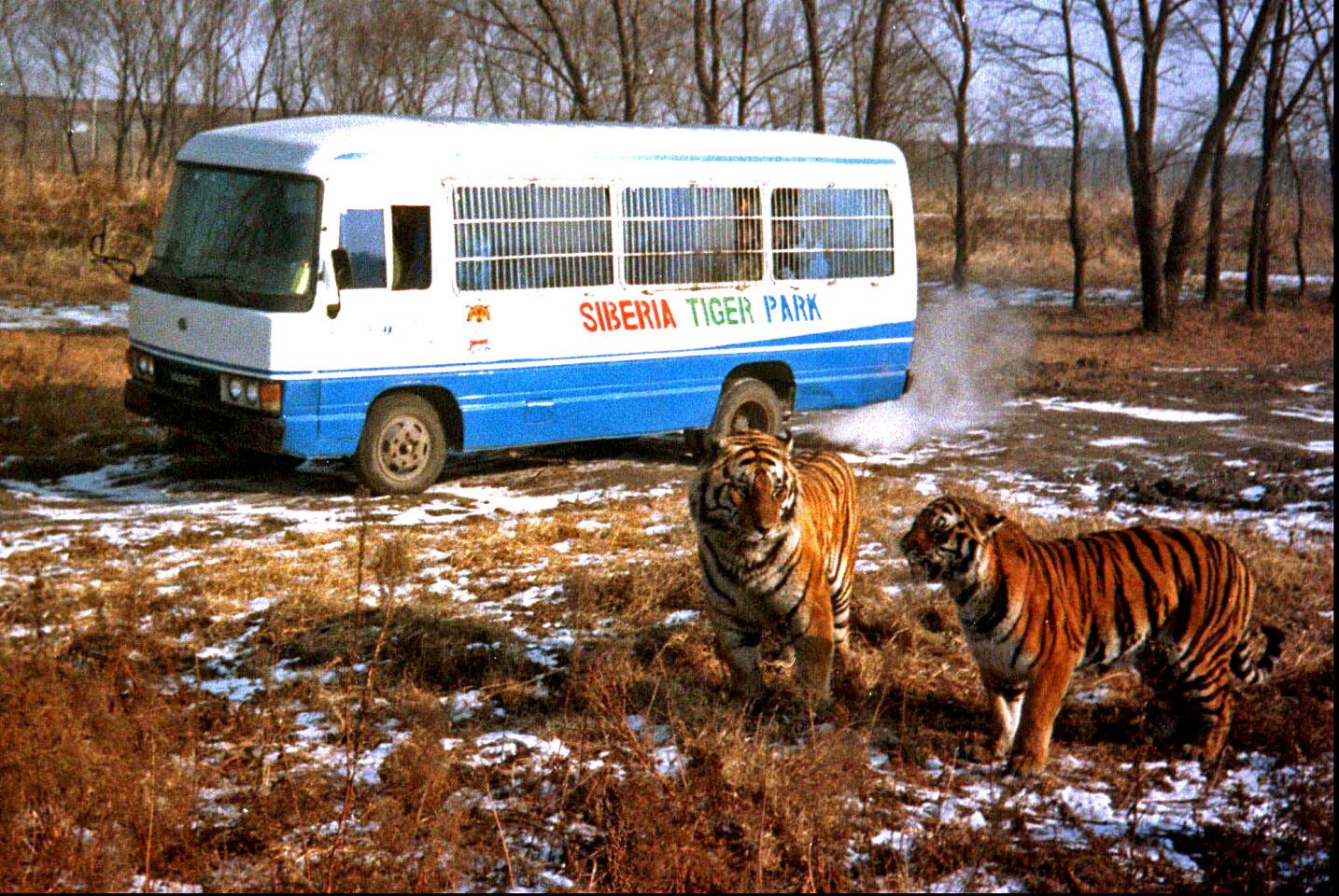 Siberian tigers in China