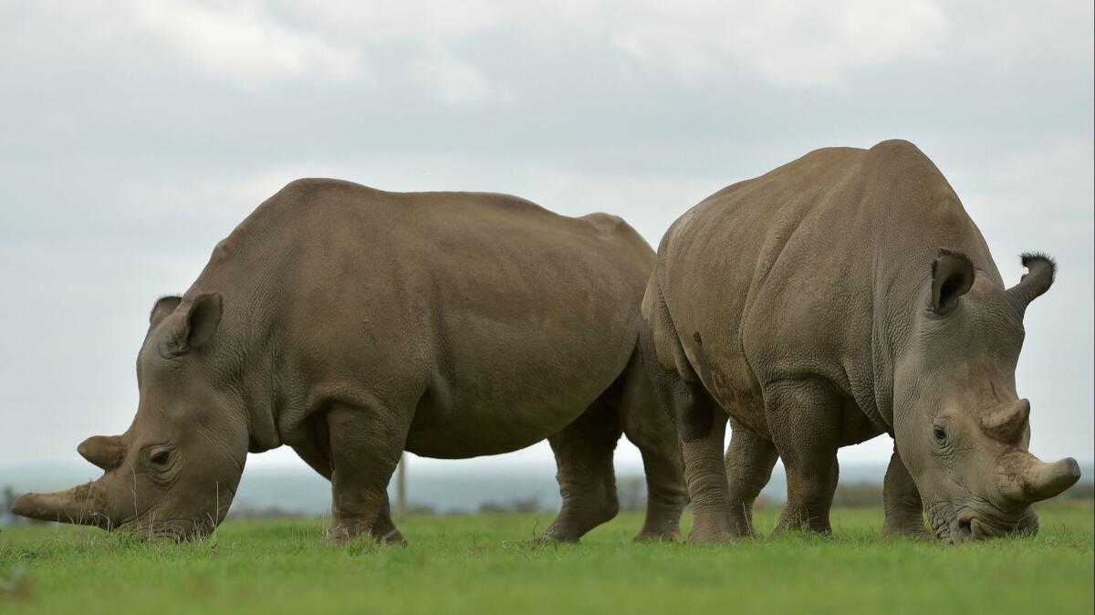 Najin, left, and Fatu, both females, are the only remaining northern white rhinos. Scientists hope that hybrid embryos will help them keep the species going.