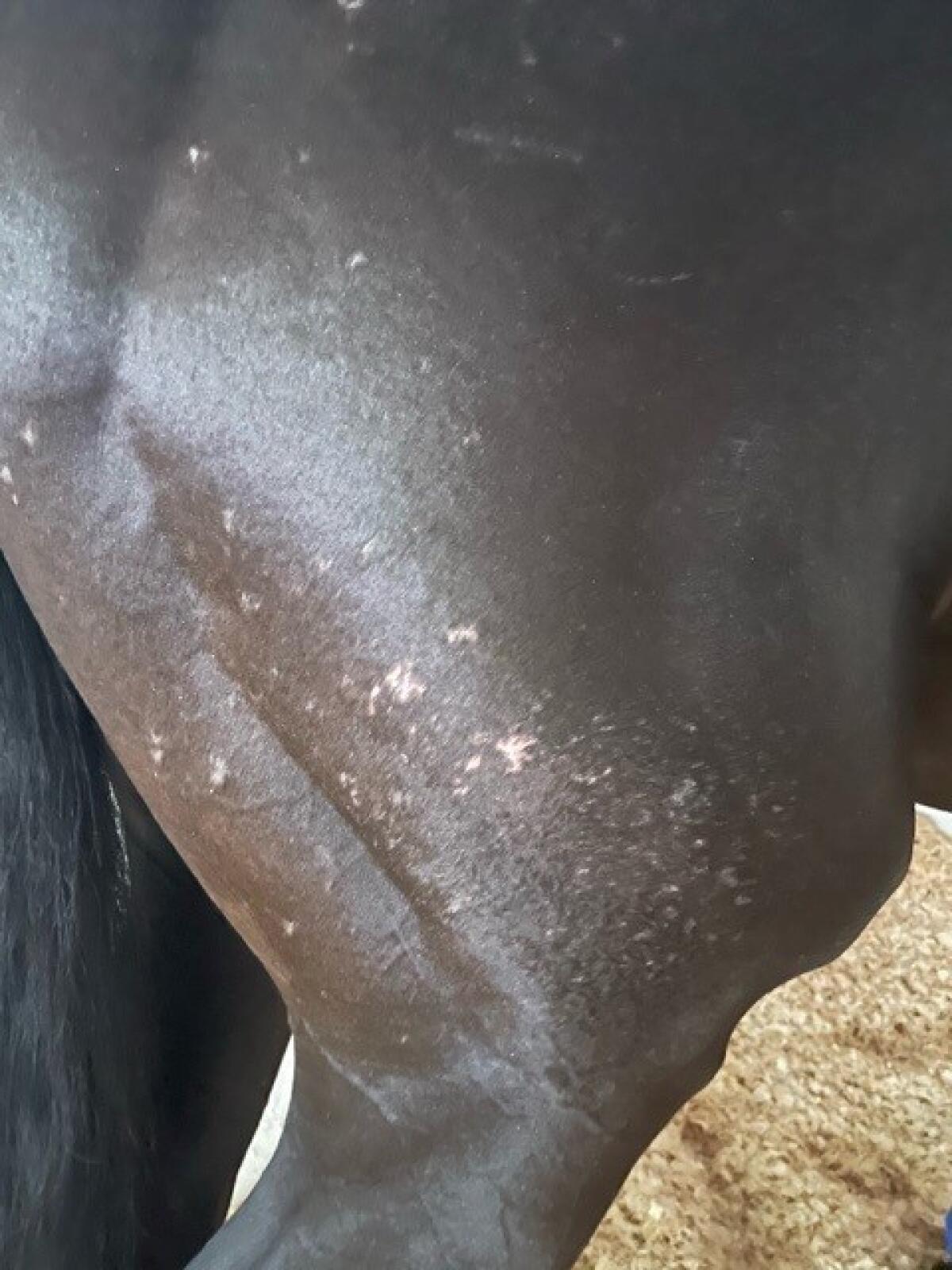 A photo released by Bob Baffert's attorney, Craig Robertson, shows a rash on the back side of Medina Spirit.