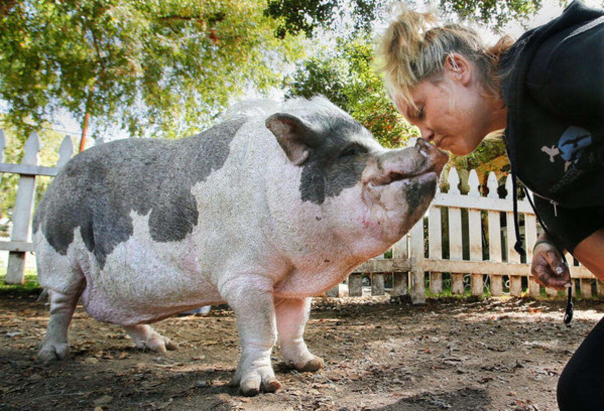 Katherine Emerson gives a kiss to Neil, her 17-year-old Vietnamese potbellied pig.