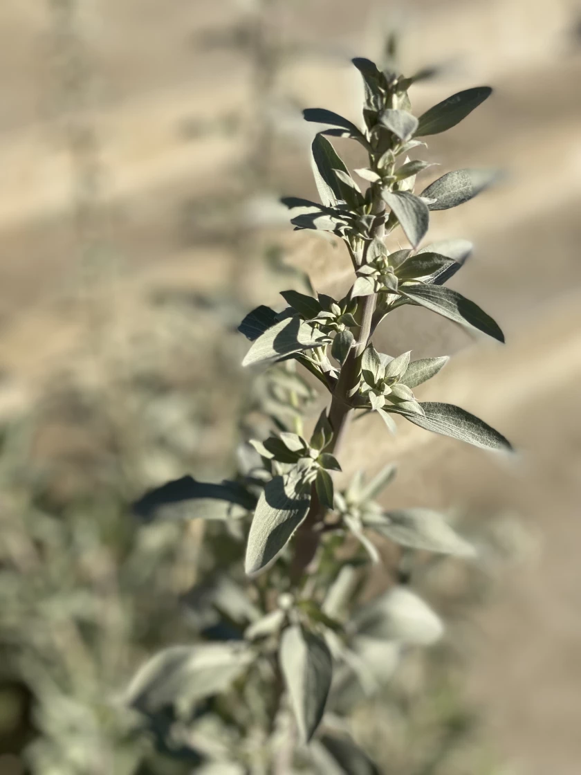 White sage does well with almost no water once established. (Jeanette Marantos / Los Angeles Times)