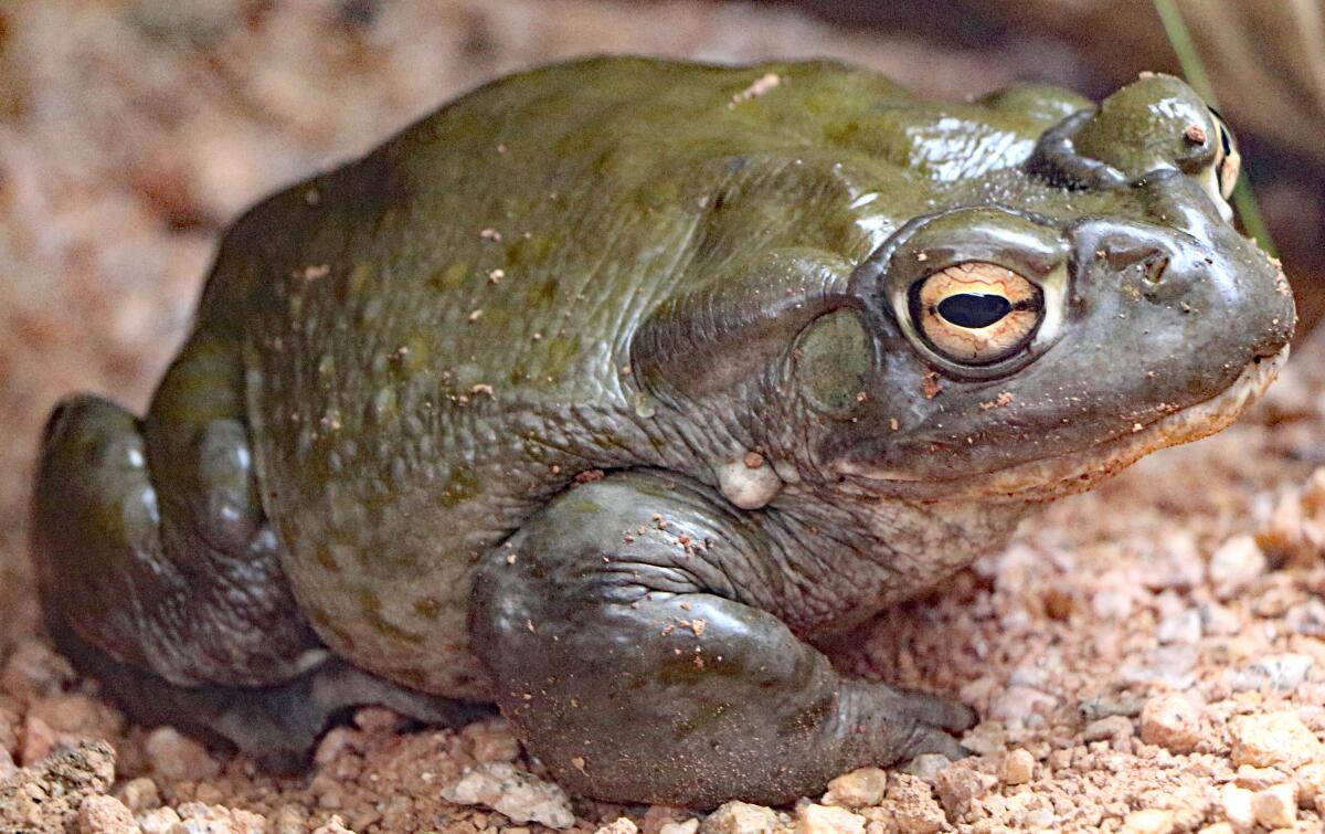 A Sonoran desert toad with golden eyes.