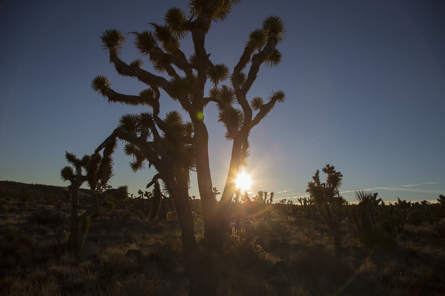 A Joshua tree is backlighted by the setting sun in the Mojave Desert. Concern over the long-term health of the deceptively delicate terrain spurred President Obama to designate the Mojave Trails, Sand to Snow and Castle Mountains monuments under the 1906 Antiquities Act.