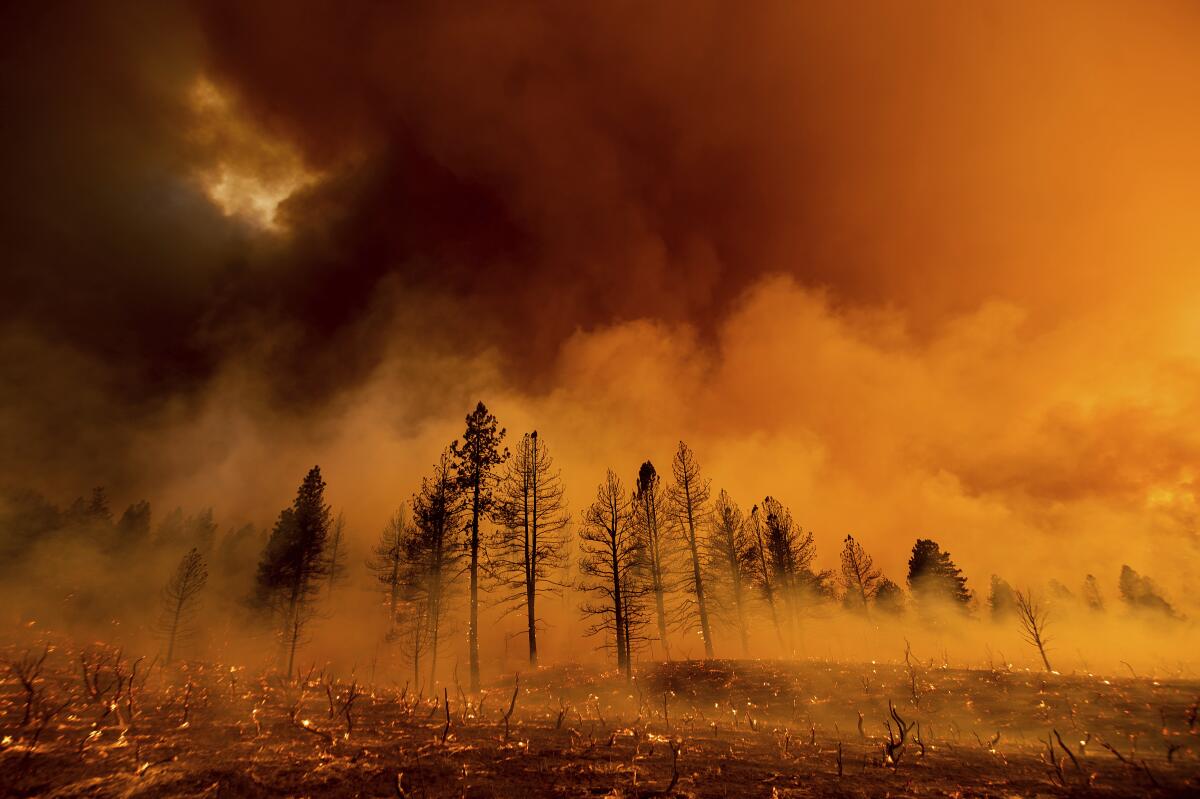 Smoke and embers are seen in a forest with charred trees