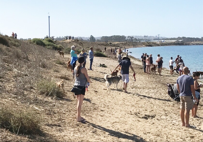 The western shoreline at Fiesta Island on a typical busy Sunday.