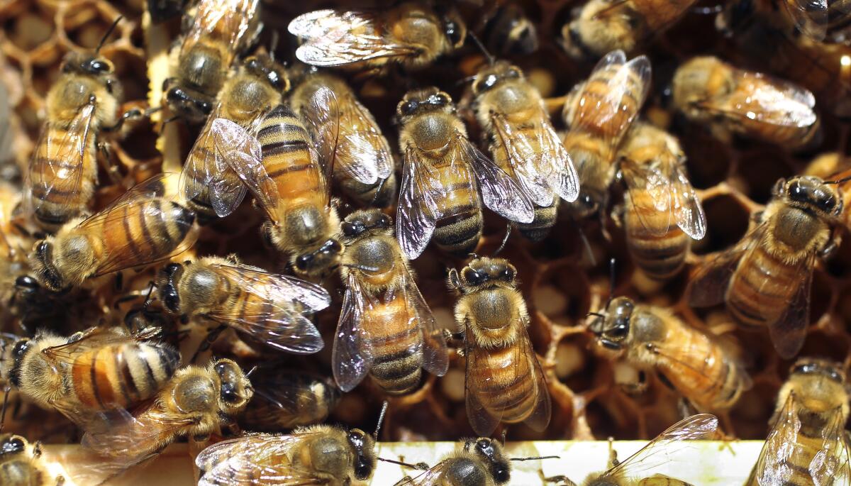 Defensora de las abejas' retira colmenas de forma ecológica en EEUU