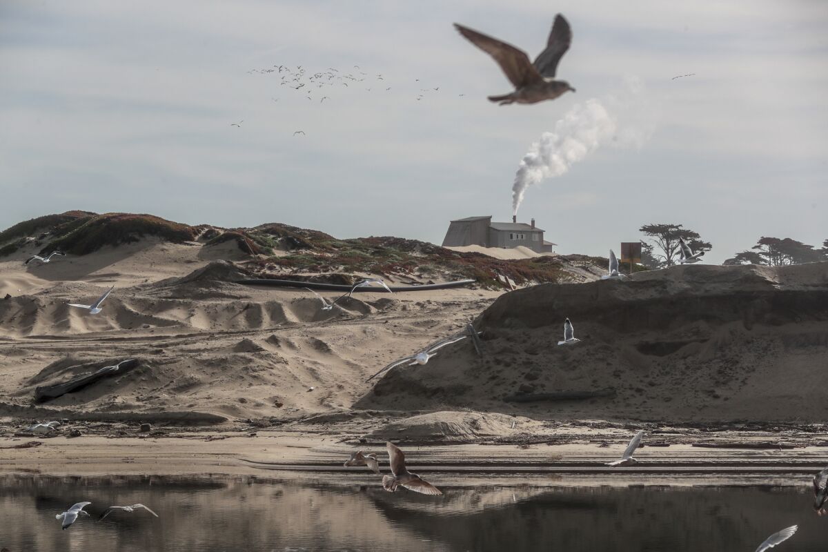 Sea gulls fly over a stretch of shoreline with a sand mine