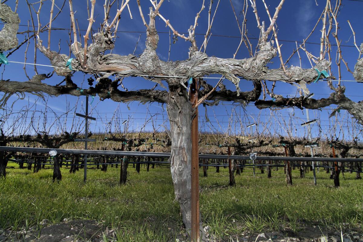 Mourvedre vines in the Tablas Creek Vineyard in Paso Robles, Calif.