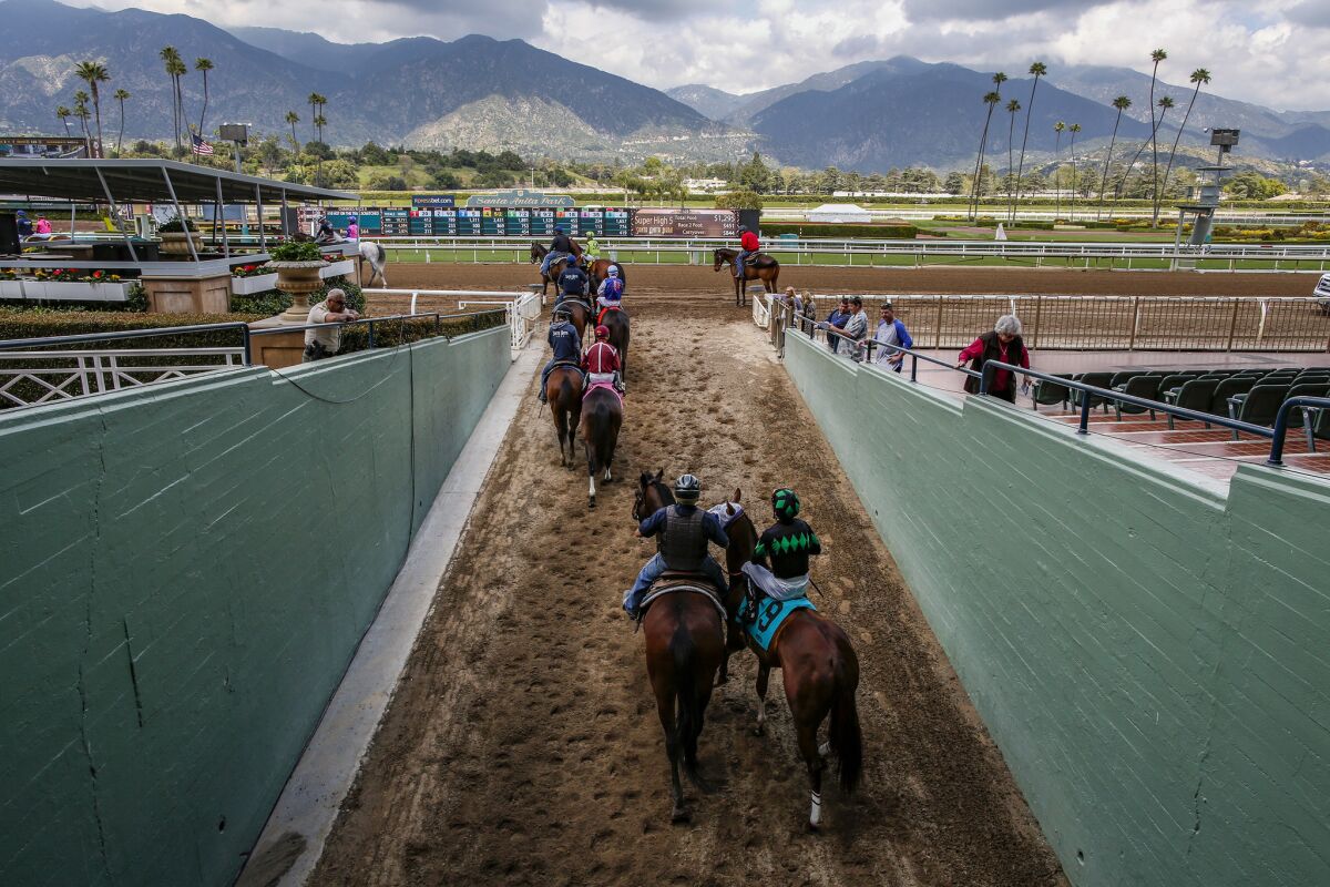 Jockeys lead their horses to the Santa Anita Park track for a race.