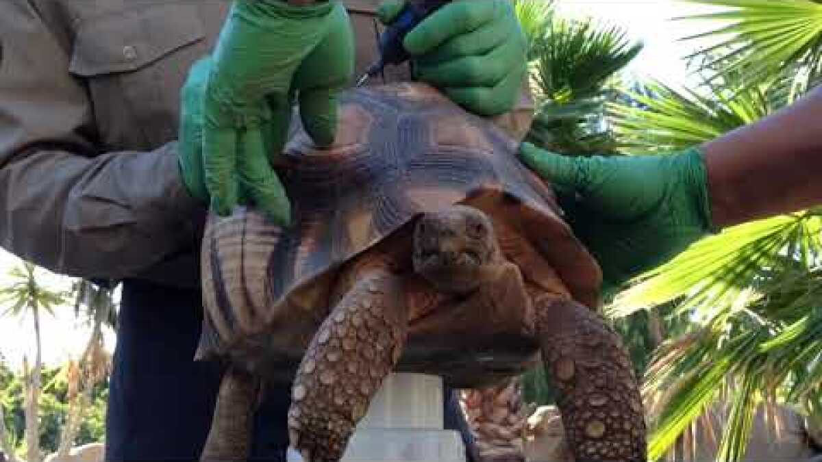 Rare Tortoises Are Branded To Make Them Unattractive To Poachers Los Angeles Times