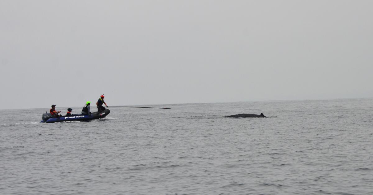 Entangled humpback whale is finally freed off Dana Point
