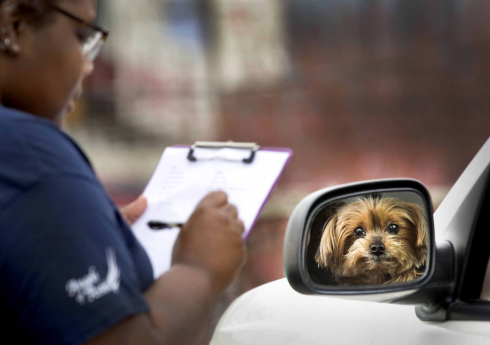 U.S.: Lex Taylor, a veterinarian assistant, checks in a Yorkshire terrier named Gabby on March 26 in Roanoke, Va. Angels of Assisi has started offering its low-cost vet clinic on a curb outside the clinic to reduce people's exposure to the coronavirus.