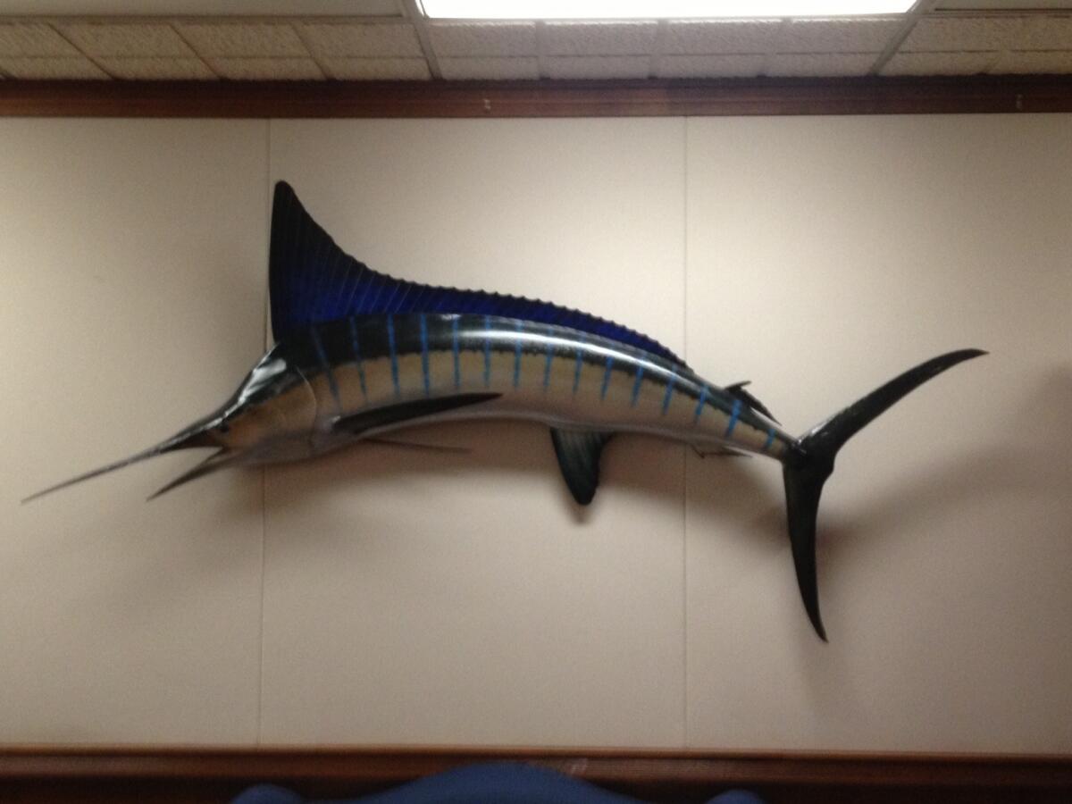 Gov. Jerry Brown has had this marlin, caught by his father, former Gov. Pat Brown, hung in the lobby of the governor's office.