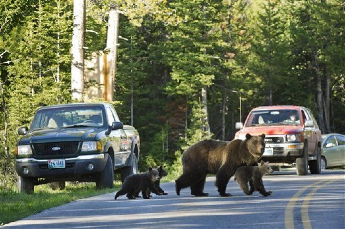 Video: Brown Bear Takes Down Moose Next to Road