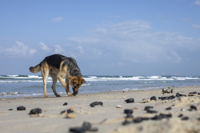 A dog smells pieces of tar from an oil spill in the Mediterranean Sea, on a beach in the Gdor Nature Reserve near Michmoret, Israel, Monday, March 1, 2021. The cleanup from the disastrous oil spill that has blackened most of the country's shoreline is expected to take months. (AP Photo/Ariel Schalit)
