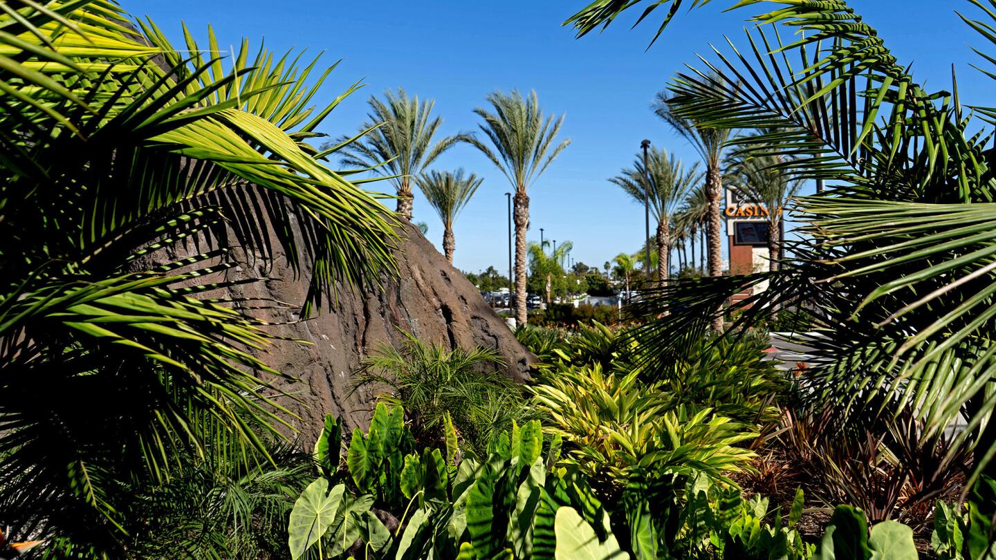 Palm Fronds that helped give Hawaiian Gardens its name obscure the view of the Gardens Casino, the city’s biggest employer.