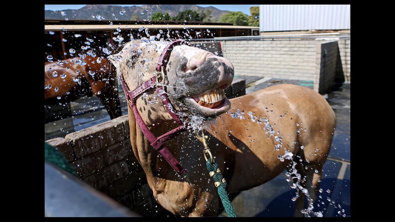 Dancer, a Quarter horse/Palomino cross, enjoys a bath after a morning ride at Morning Mist Farms, at the L.A. Equestrian Center in Burbank on Friday, July 6, 2018. According to trainer David Josiah, when there's excessive heat, horses should be exercised earlier in the morning, take more frequent walking breaks while riding, and no drinking until the horse cools down. Horses also get electrolytes and their water intake is monitored.