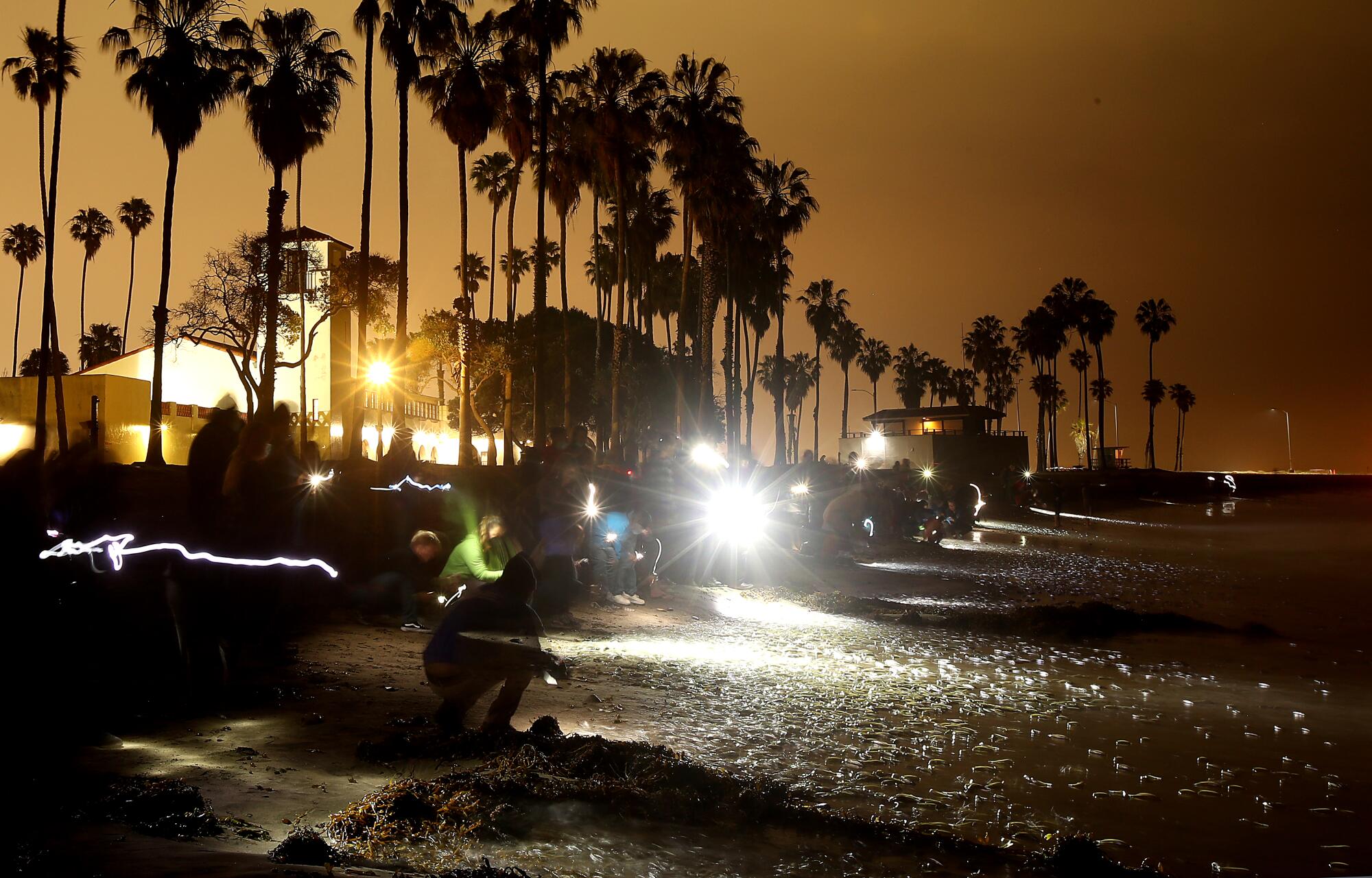 People shine flashlights on masses of grunion at the beach.