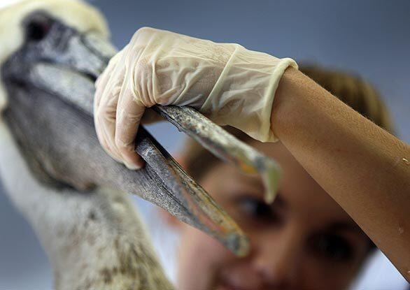 Saving pelicans -- Beak check