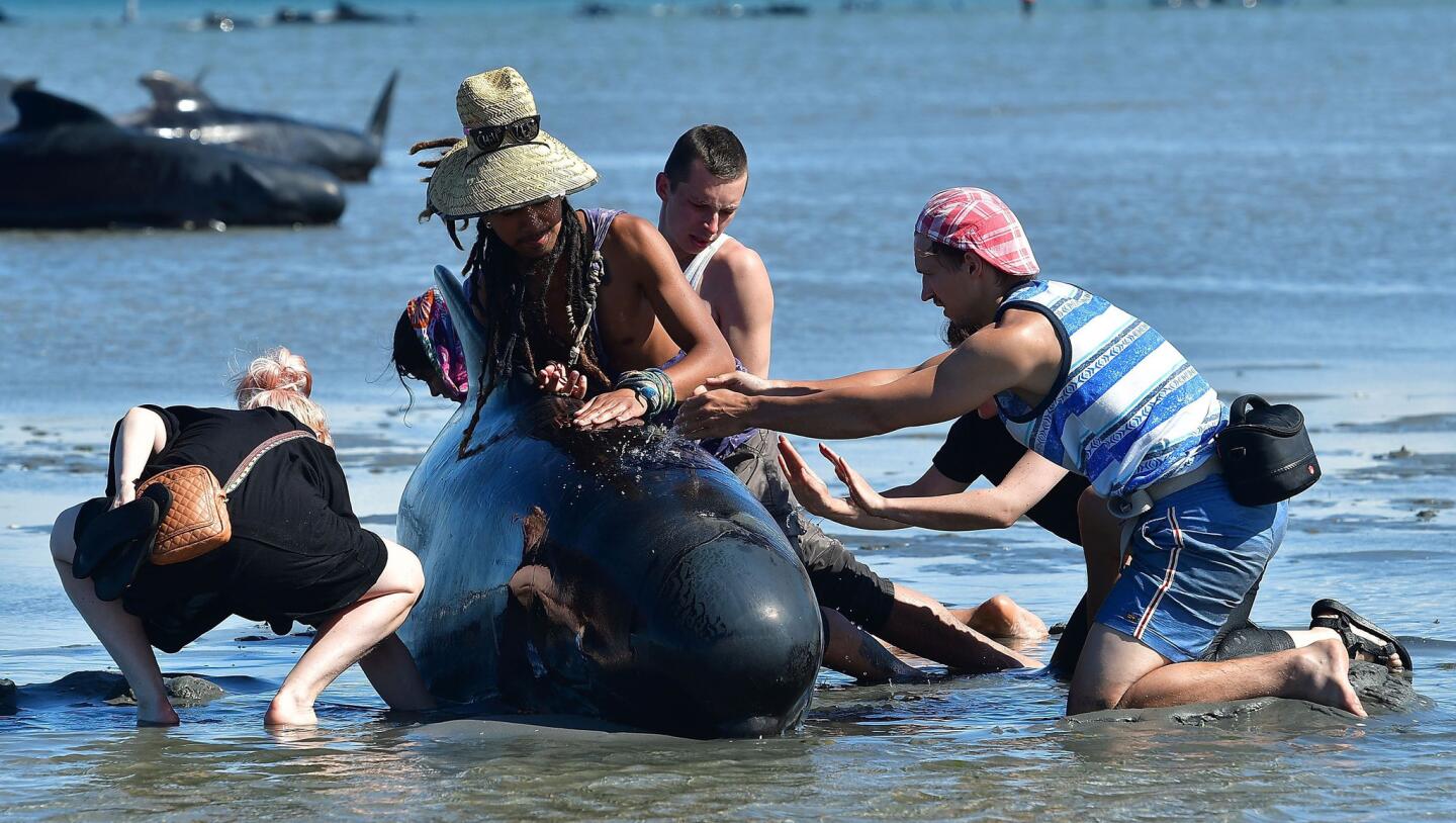 Stranded whales