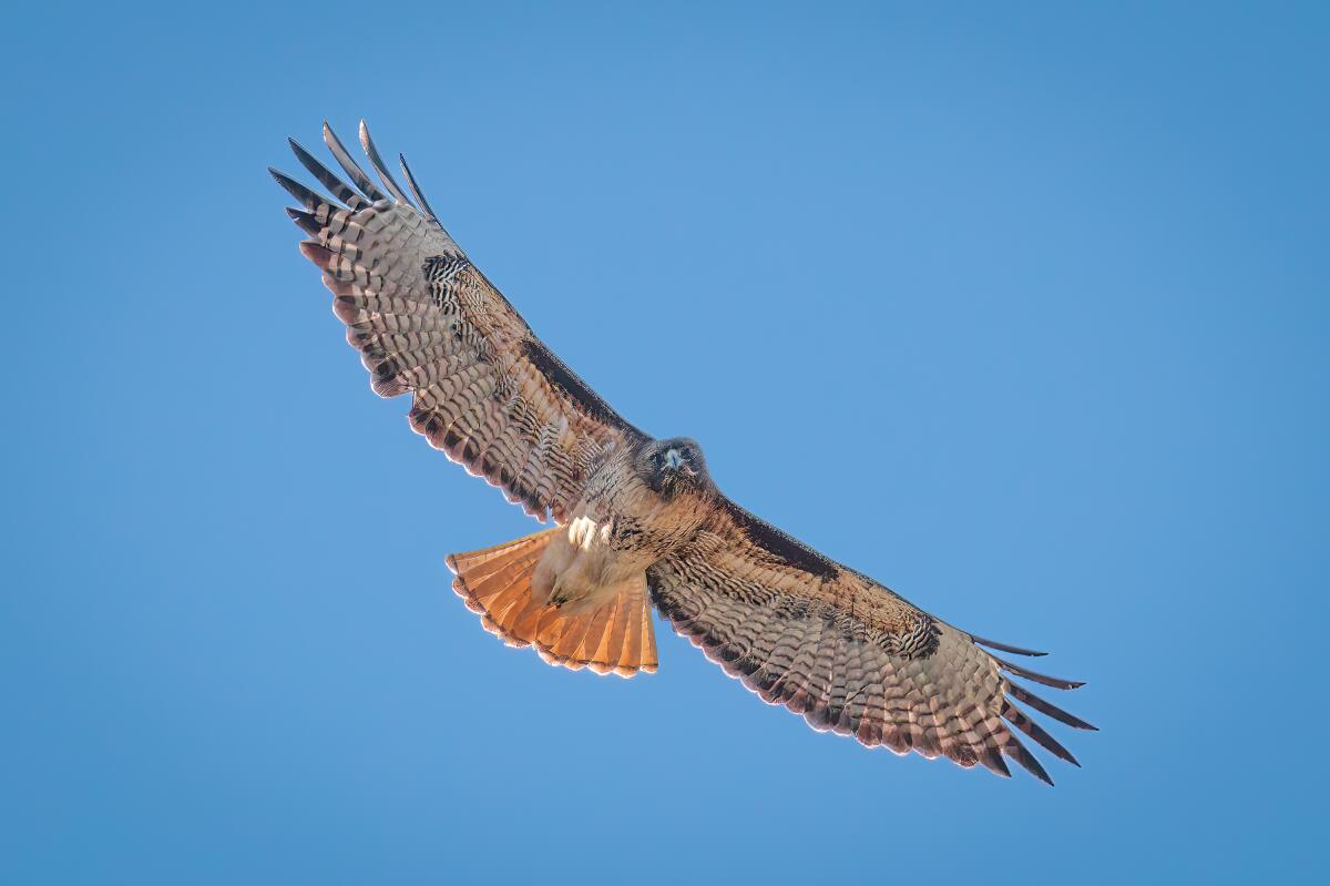 A red-tailed hawk soars before returning to his utility pole perch.