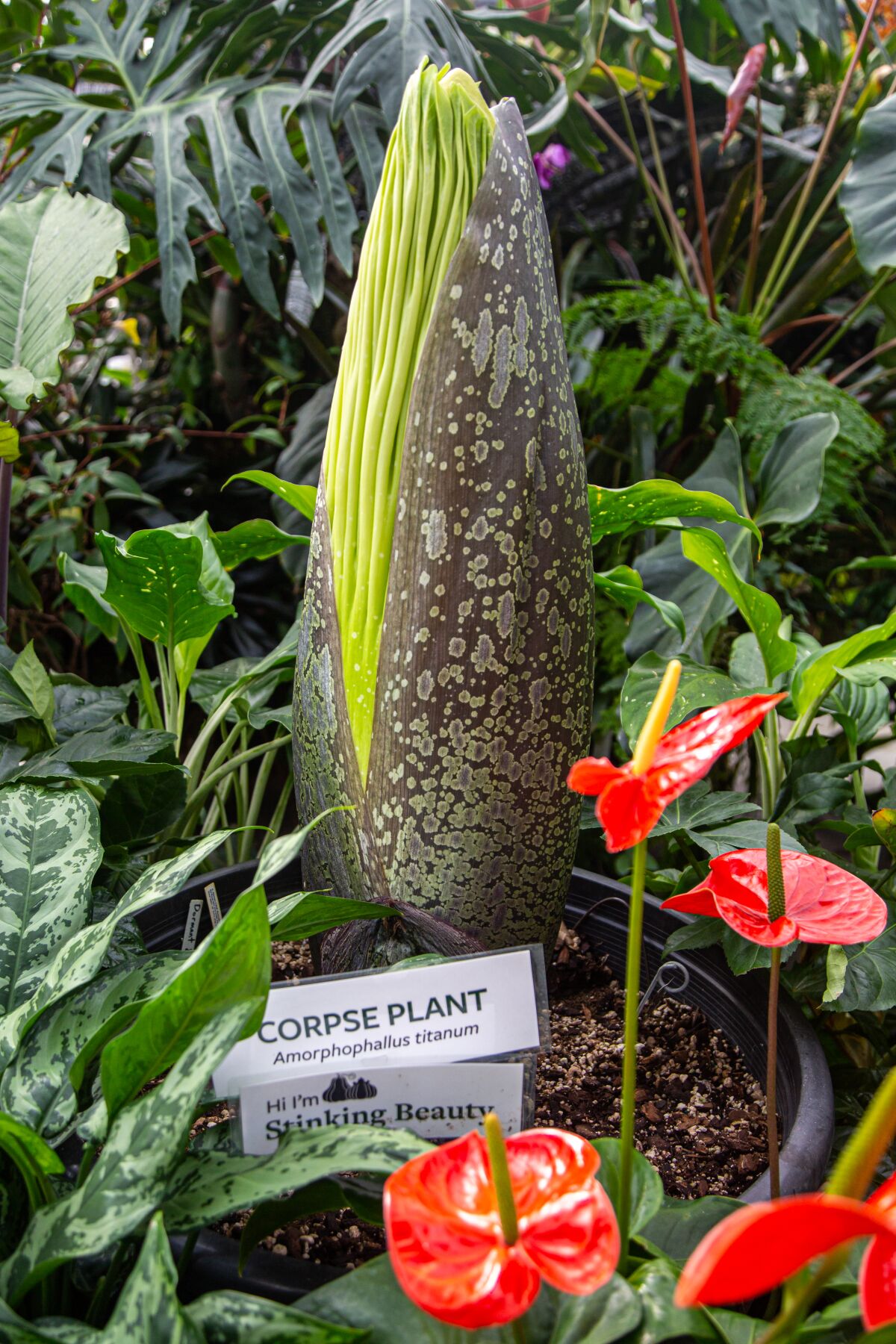 A second corpse plant begins its flowering process at San Diego Botanic Garden in Encinitas.
