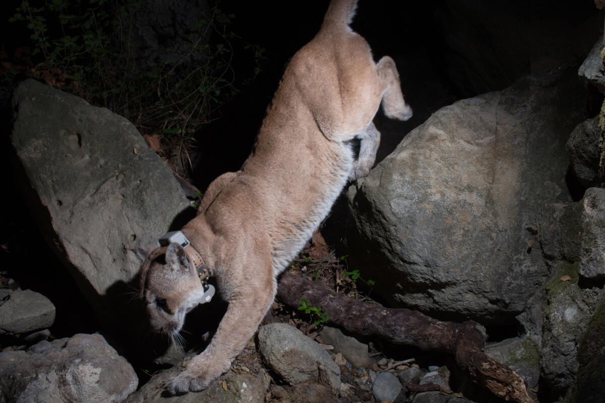 A mountain lion scampering down some rocks late at night.