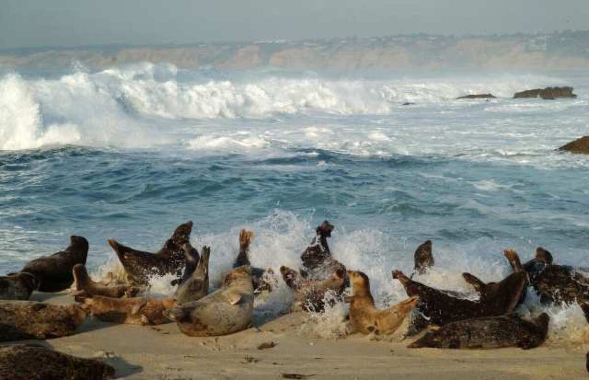 Slumbering harbor seals rise up as a wave hits them at Children's Pool Beach in La Jolla.