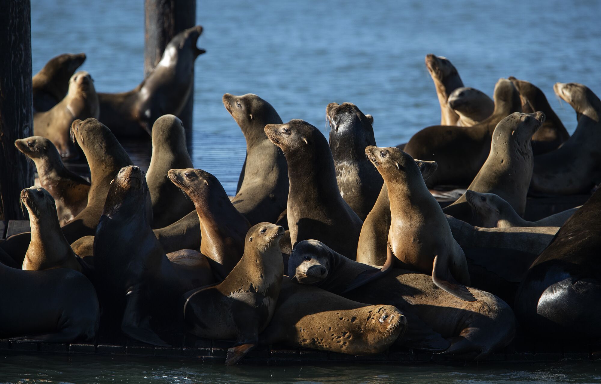 Sea lions are opportunistic predators that typically feed on mackerel, sardines, rockfish, herring and squid. But their numbers are periodically culled by El Niño-like conditions.