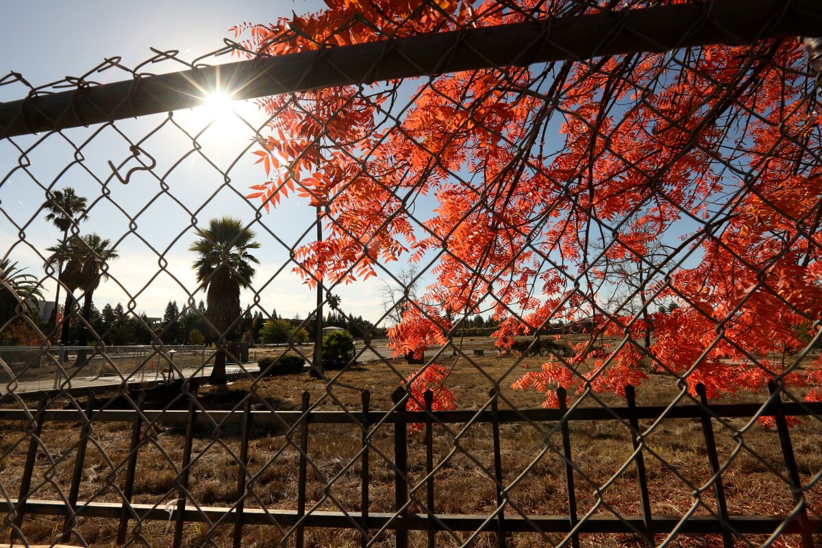 Red tree leaves and brown brush in a vacant lot, as seen from the other side of a chain-link fence