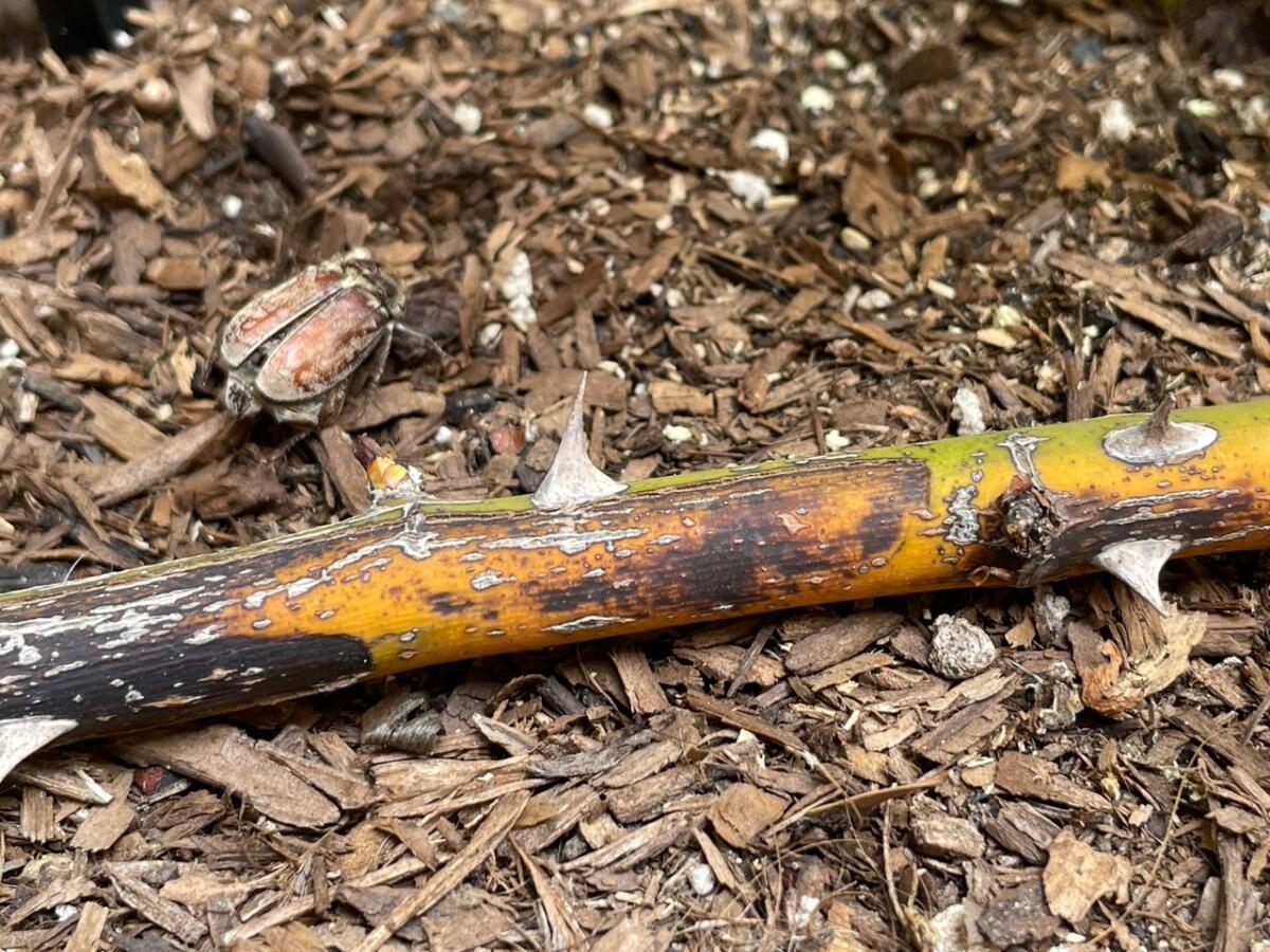 A blotchy, yellow and brown rose cane rests on mulch, next to a dead beetle.