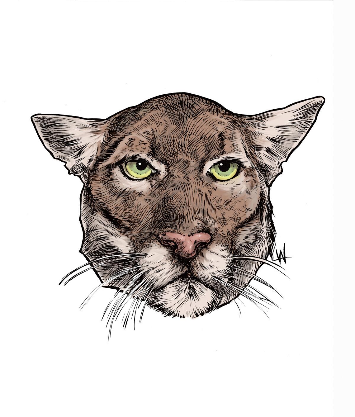 A color drawing of P-22 mountain lion's head.