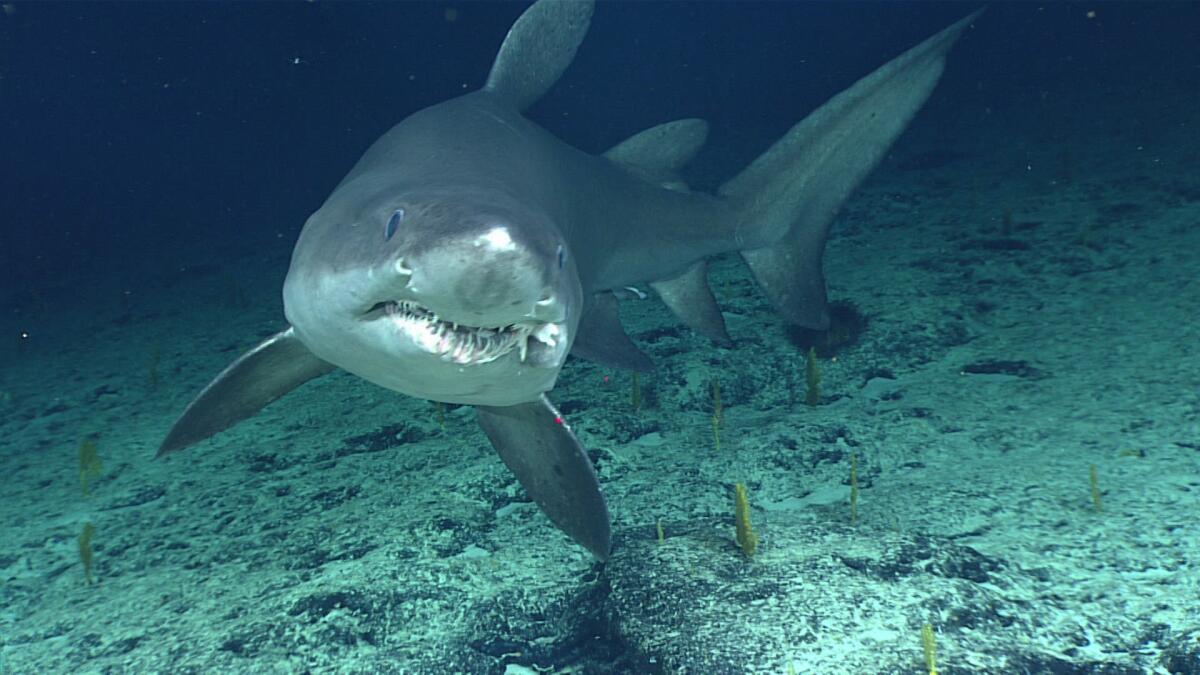 This smalltooth sand tiger shark is shown with sharp teeth, swimming toward the camera. 
