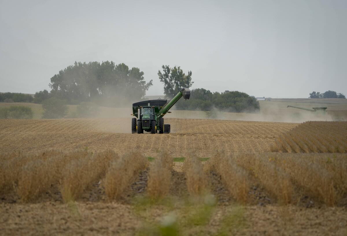 A tractor pulls a wagon of soybeans from a field in rural Randall, Iowa, during harvest.