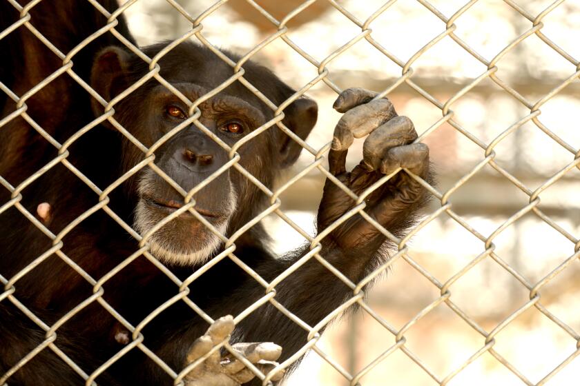 SYLMAR, CA - JULY 14, 2020 - - One of the 32 chimpanzees that still resides at the shuttered Wildlife Waystation on World Chimpanzee Day in the Angeles National Forest in Sylmar on July 14, 2020. The fate of the chimpanzees is uncertain because reputable sanctuaries willing to take them lack the funding needed to give the animals permanent new homes, officials say. The challenge now is finding the roughly $7 million it will take to build accommodations for the chimps at four reputable sanctuaries across the nation. A fundraiser was announced to help the sanctuaries take on these chimpanzees and to assist with the current care expenses of the primates while they wait at the Wildlife Waystation. More than 500 exotic animals including lions, tigers, alligators, wolves, owls and Vietnamese pot-bellied pigs have been relocated since the troubled 44-year-old center surrendered its California Department of Fish and Wildlife permits and shut down a year ago. (Genaro Molina / Los Angeles Times)