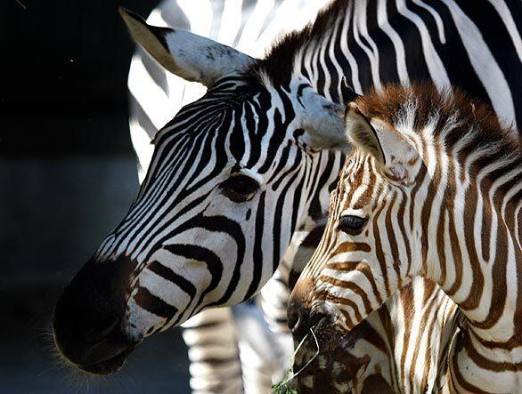 A Grant's zebra named Primo, born Friday, stands with his mother in Rome's Bioparco Zoo.