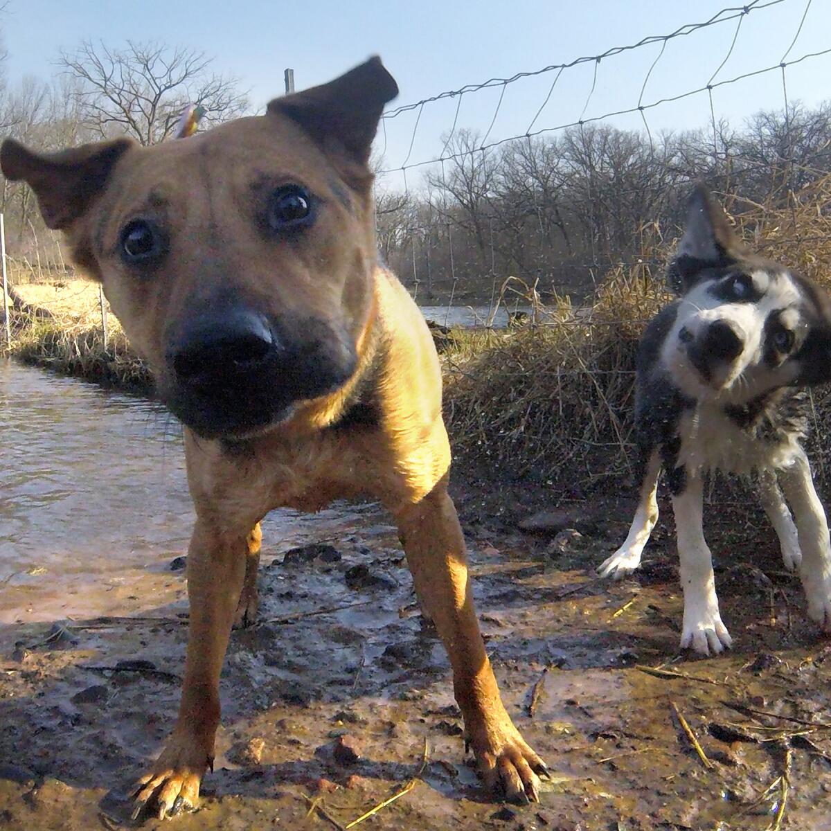 A new study suggests that dogs were domesticated not once, but twice. Pictured here, an image from Tula, a dog who has been wearing a GoPro at Twin Cities dog parks.