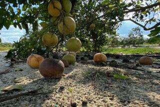 Fallen, symptomatic citrus fruit are seen on the ground of a University of Florida research grove in Fort Pierce, Florida on November 19, 2019. - Florida farmers have observed, almost powerless, the spread of the huanglongbing bacterium ("yellow dragon disease" in Chinese), known worldwide as "HLB" and native to China. It was first reported in Florida in 2005, and has been conquering groves ever since. The bacterium causes one of the most devastating citrus diseases called "greening": the leaves of the infected trees turn pale, the fruit fails to ripen and remain green, and eventually fall to the ground. (Photo by Gianrigo MARLETTA / AFP) (Photo by GIANRIGO MARLETTA/AFP via Getty Images)