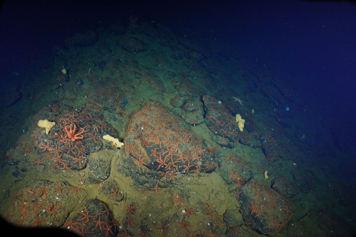 A photo of starfish and sponges captured during the Scripps Institution of Oceanography research trip.