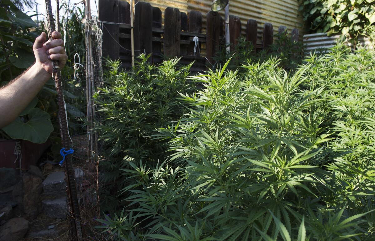 Marijuana plants grow on a residential property in a vegetable garden in Lake County on Aug. 7, in Clear Lake, Calif.